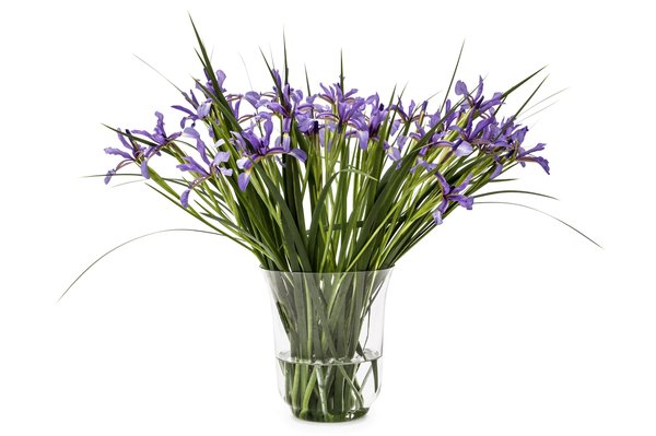 Top fleurs médicinales : guide pratique pour choisir judicieusement