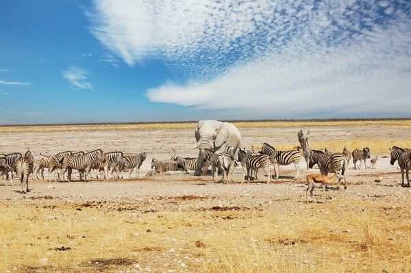 Découvrez l'aventure inoubliable d'un safari au Kenya